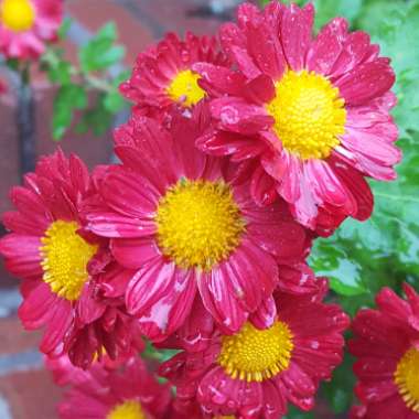 Chrysanthemum