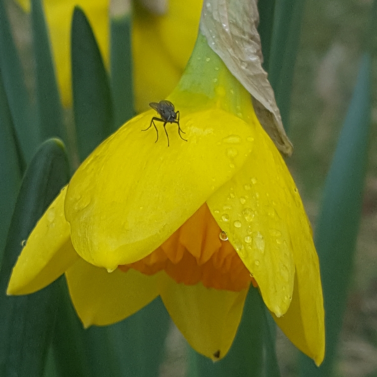 Plant image Narcissus 'Hollywood'