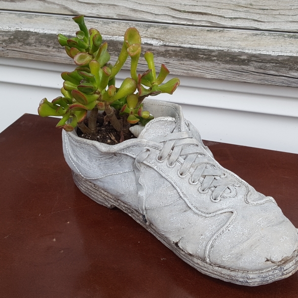 plant image 1260681