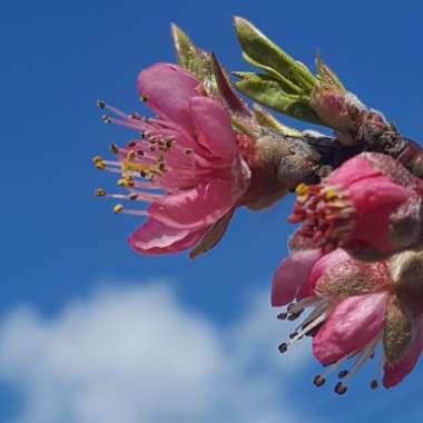 Prunus persica