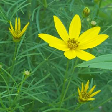 Cota tinctoria syn. Anthemis tinctoria
