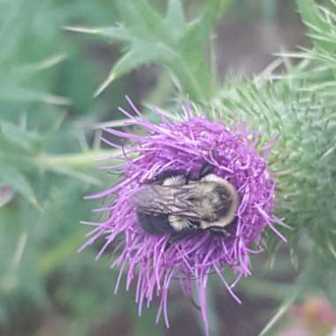 Cirsium vulgare