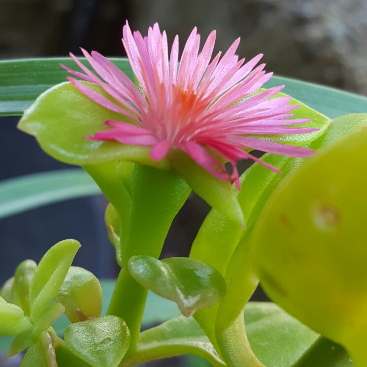 plant image 144823 plant image 144823