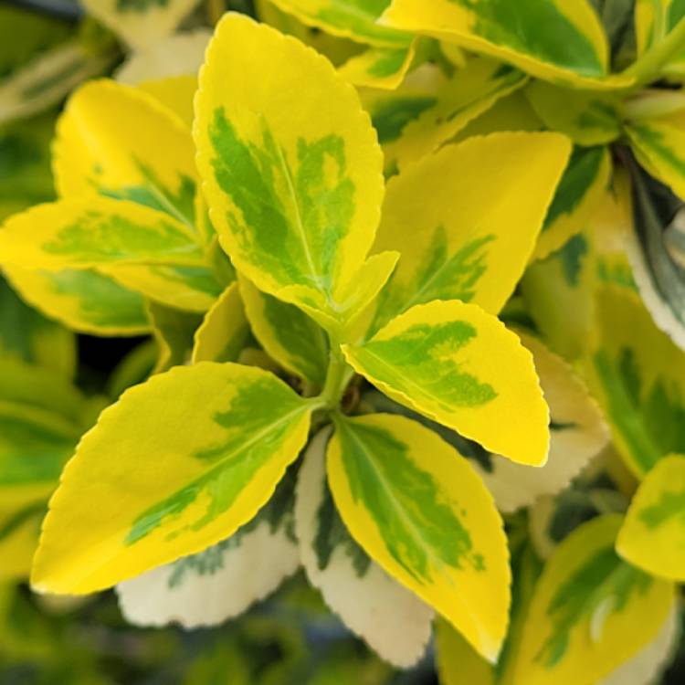 plant image 1471468 plant image 1471468