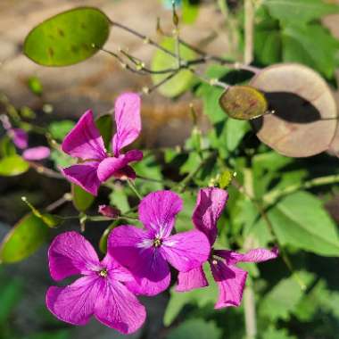Lunaria annua