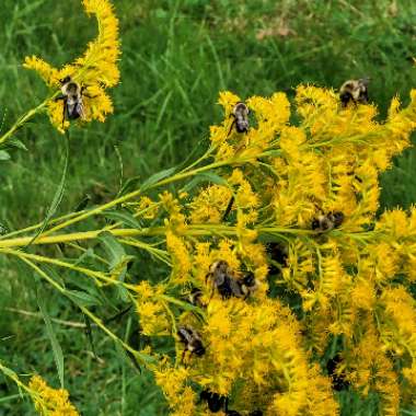 Solidago