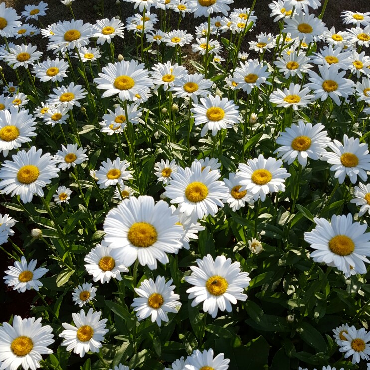 plant image 154027 plant image 154027
