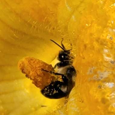 Cucurbita