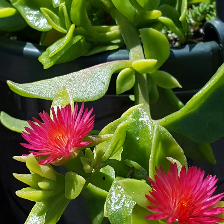 plant image 154399 plant image 154399