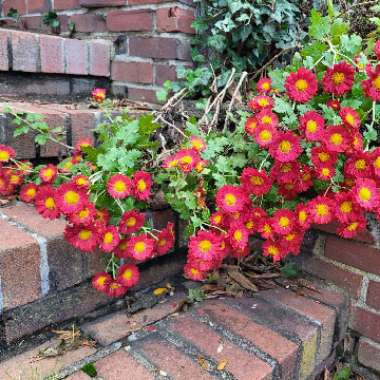 Chrysanthemum