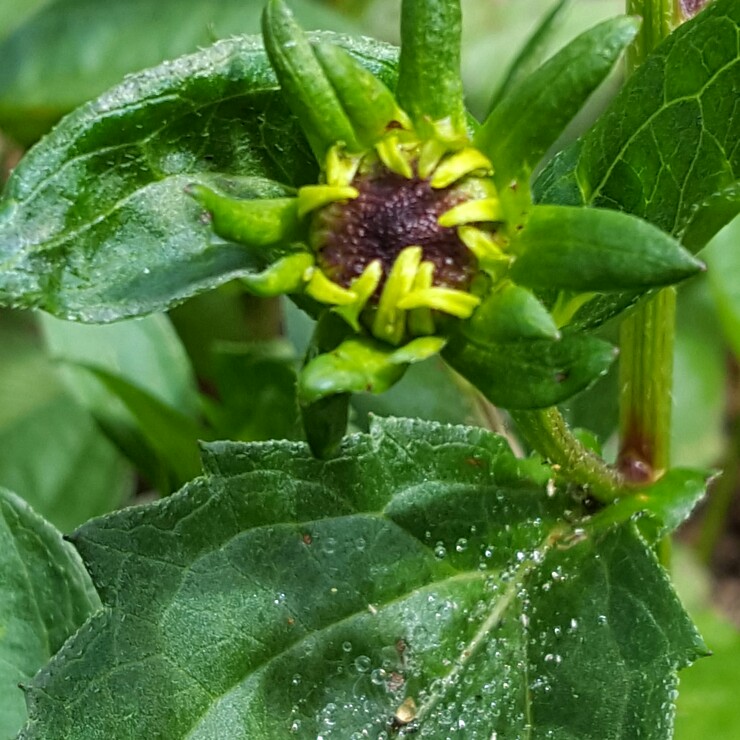 plant image 161655 plant image 161655