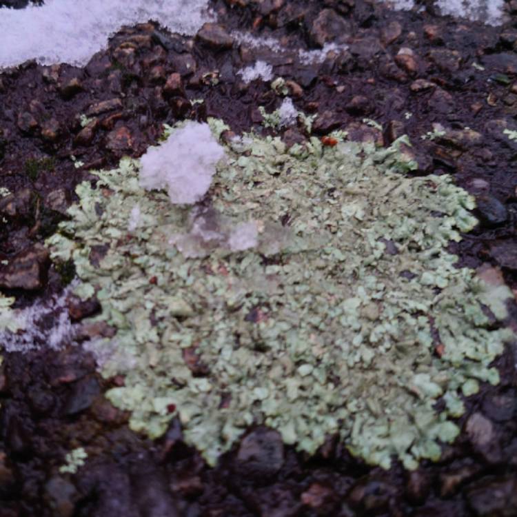 plant image 1644274