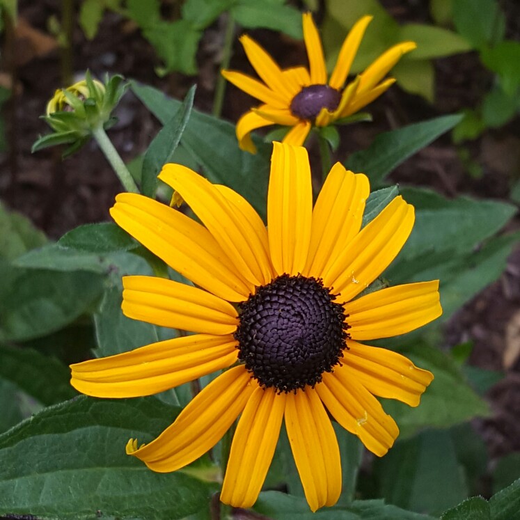 plant image 173637 plant image 173637