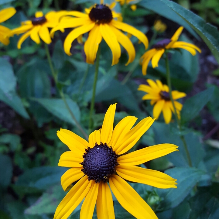 plant image 188246 plant image 188246