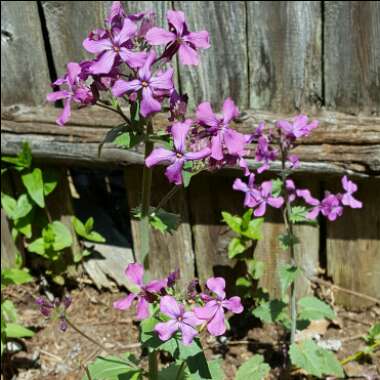 Lunaria annua