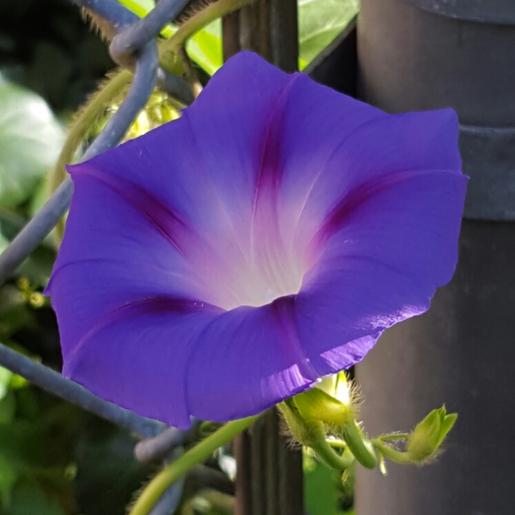 plant image 238540 plant image 238540