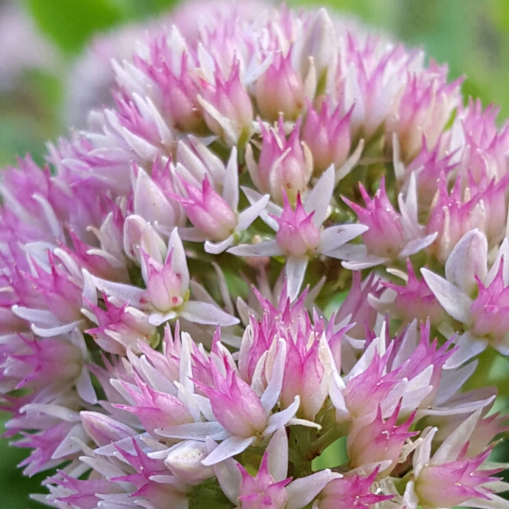 plant image 238603 plant image 238603
