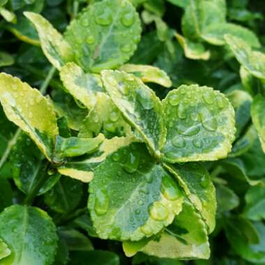 Euonymus Japonicus