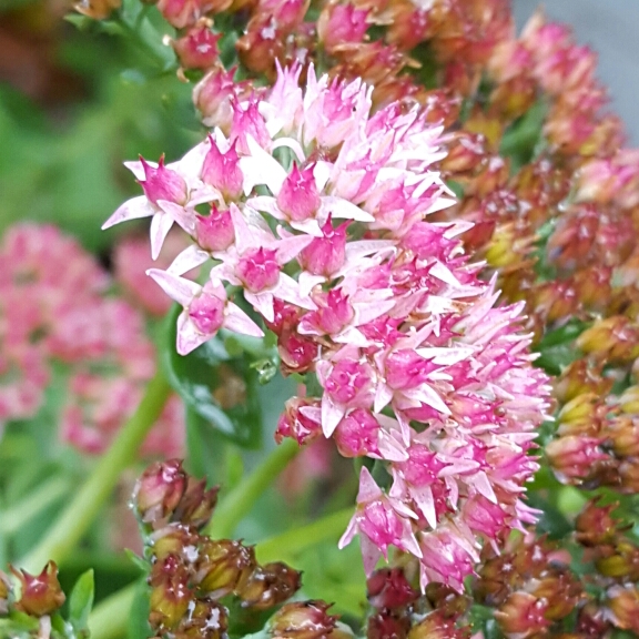 plant image 250793 plant image 250793