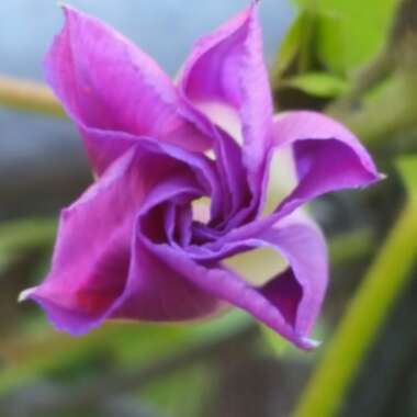 Ipomoea indica