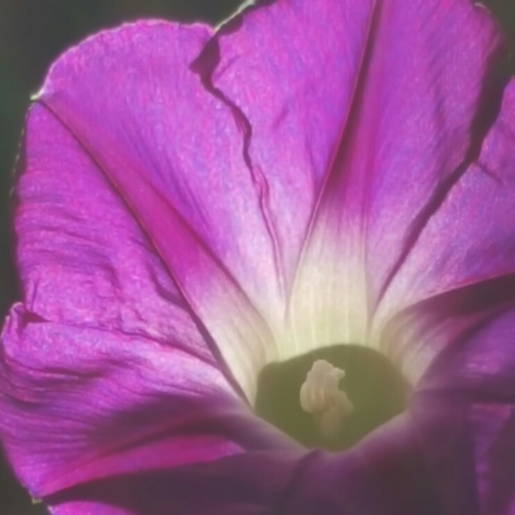 plant image 257127 plant image 257127