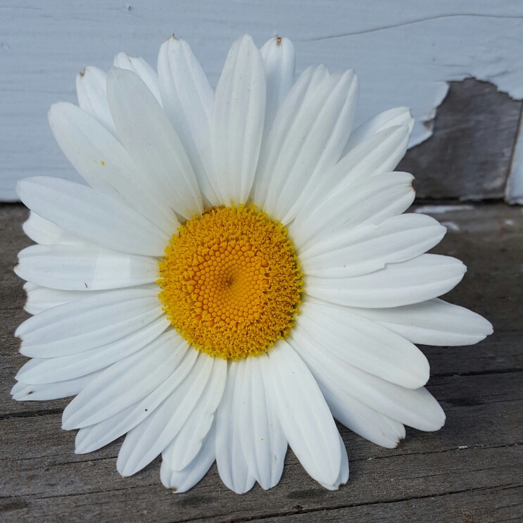 Plant image Leucanthemum x superbum 'Silver Princess'