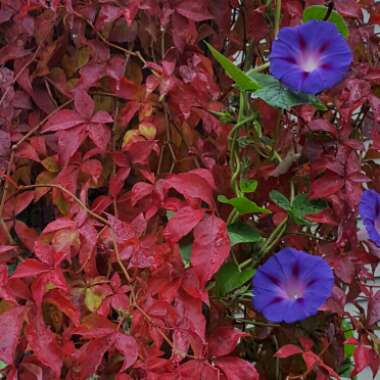 Ipomoea indica