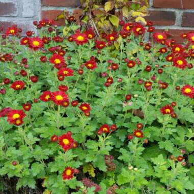 Chrysanthemum