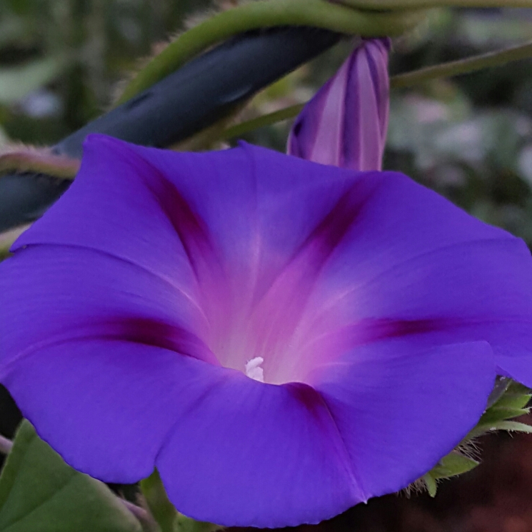 plant image 276284 plant image 276284