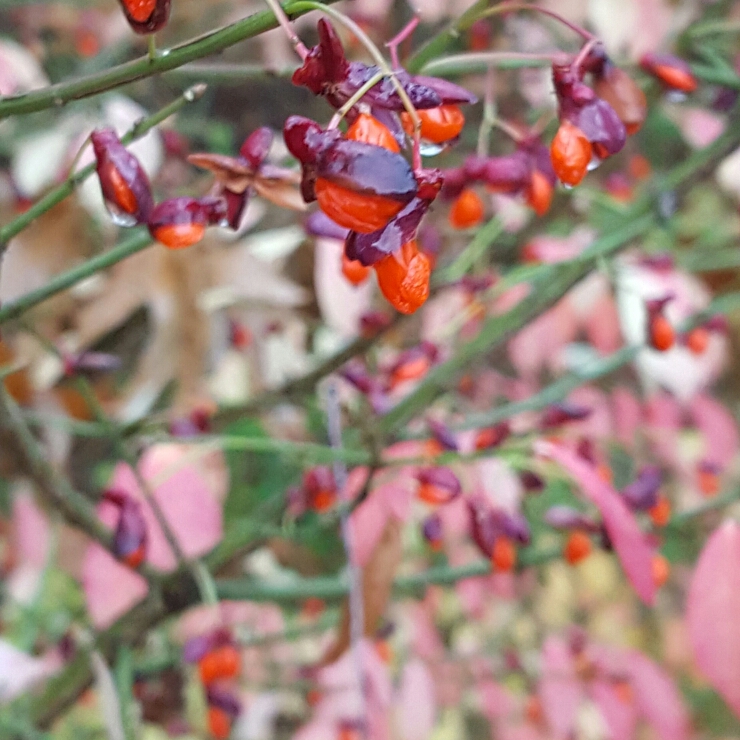 plant image 280476 plant image 280476
