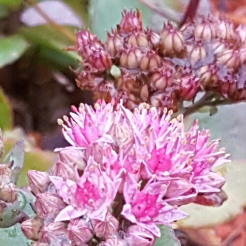 plant image 282982
