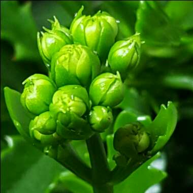 Kalanchoe