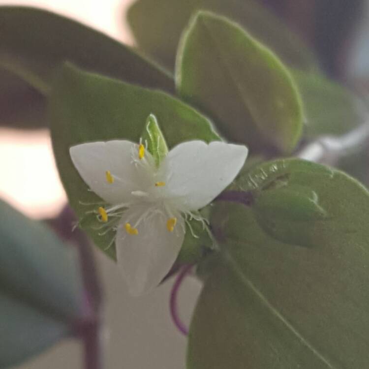 plant image 331250