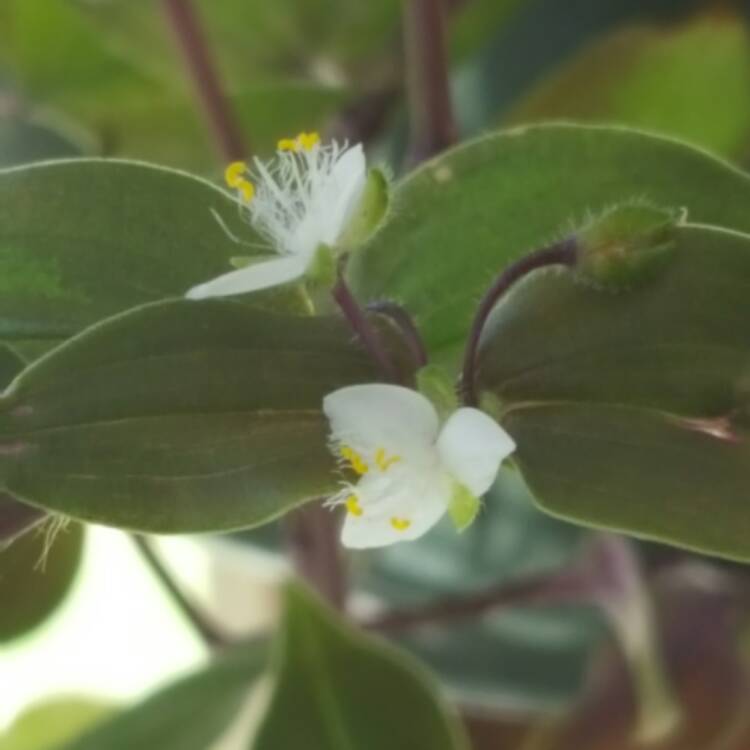plant image 345360