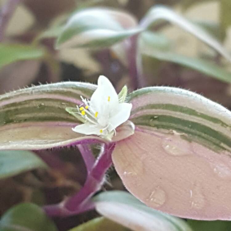 plant image 345368