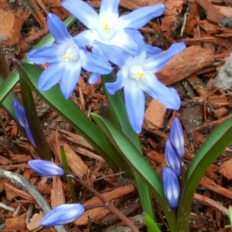 plant image 355753