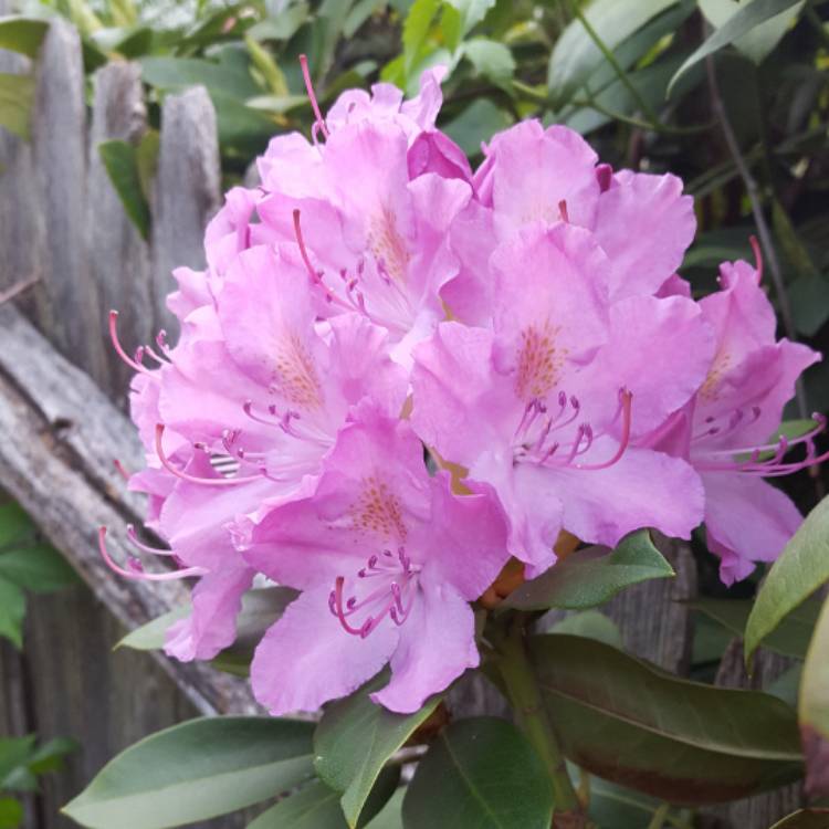 Plant image Rhododendron 'Cosmopolitan'