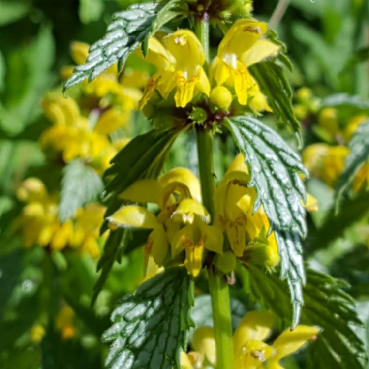 Plant image Lamium galeobdolon 'Herman's Pride'