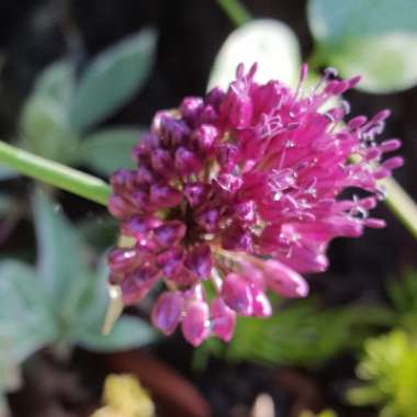 Allium schoenoprasum