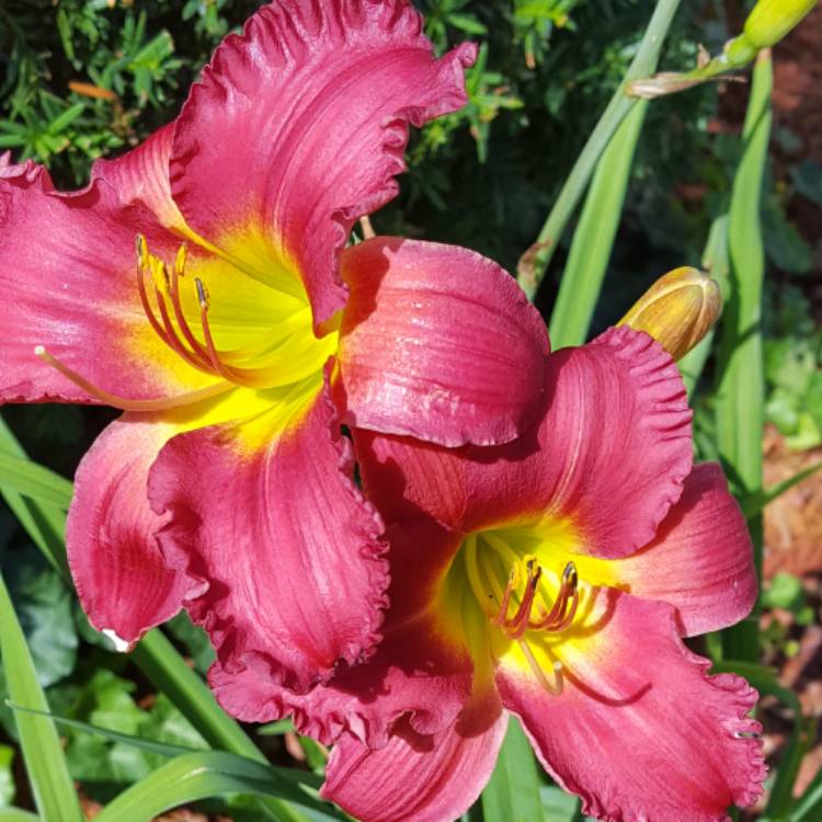 plant image 486546