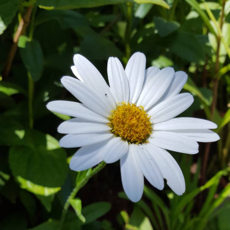 Plant image Leucanthemum x superbum 'Highland White Dream'