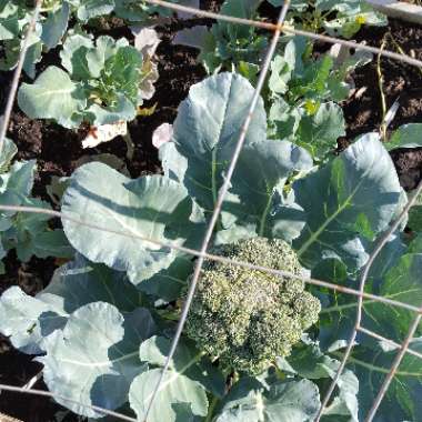 Brassica oleracea (Italica Group)