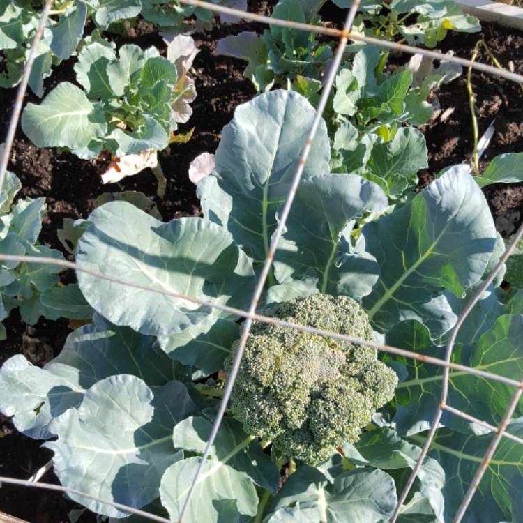 plant image 540076