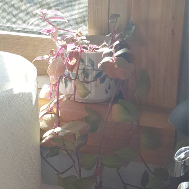plant image 614243