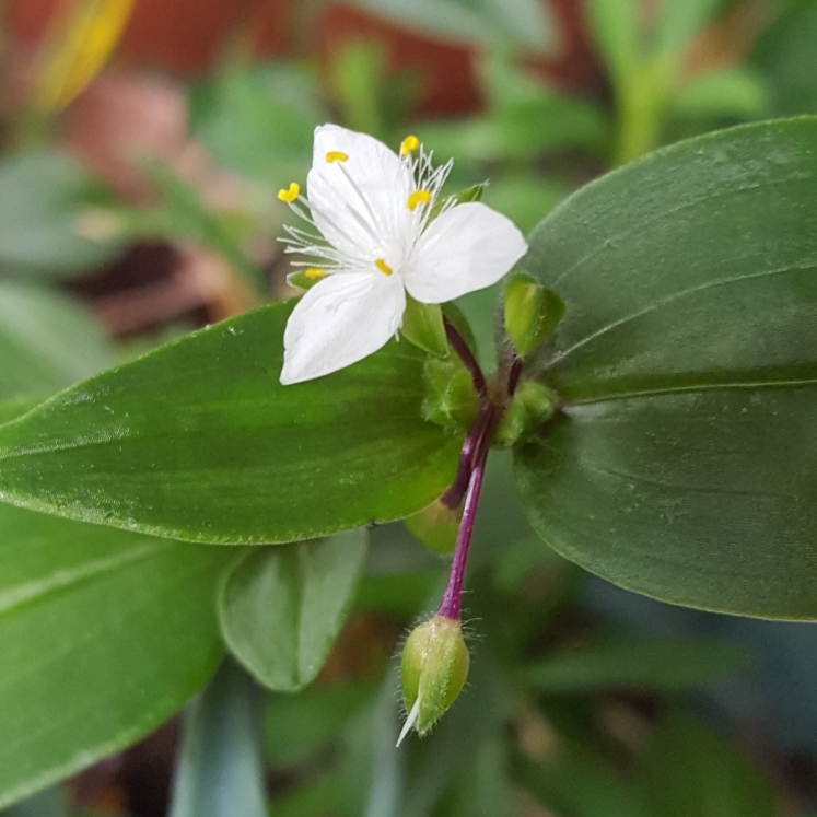 plant image 641093