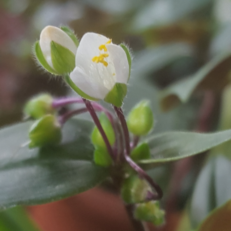 plant image 654938