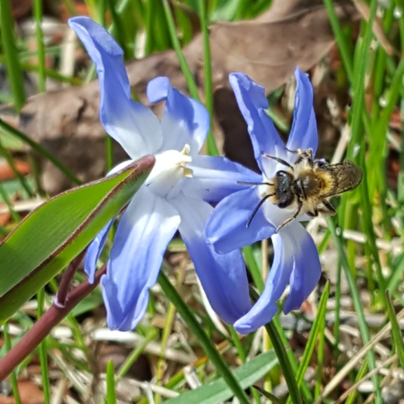 plant image 665781