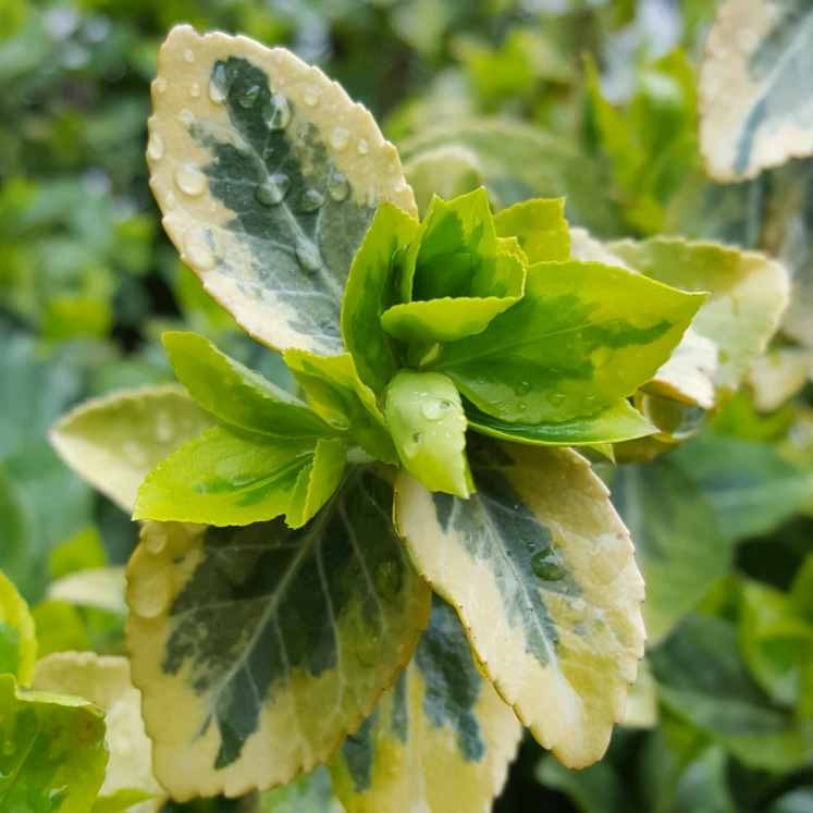 plant image 674478 plant image 674478