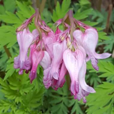 Dicentra Eximia