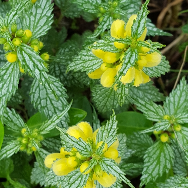 plant image 705537